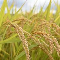 無農薬自社農場米（玄米）５Kg