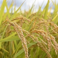 自社農場米（玄米）２Kg